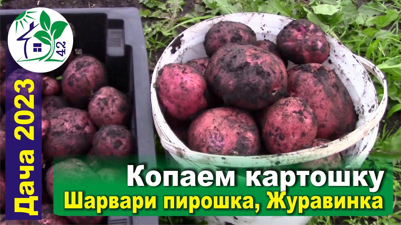 Копаем картошку пока не сгнила - Шарвари пирошка, Журавинка, Варяг. Тестовая копка, дегустация)))
