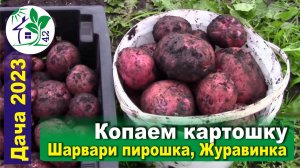Копаем картошку пока не сгнила - Шарвари пирошка, Журавинка, Варяг. Тестовая копка, дегустация)))