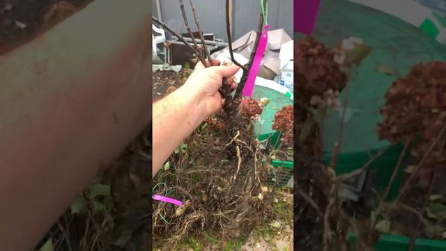 Самарская Лидия Rensam/Framboisine смотреть онлайн