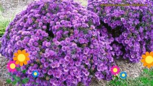 Астра новоанглийская Пепл Дом. Краткий обзор, описание характеристик aster novae-angliae Purple Dom