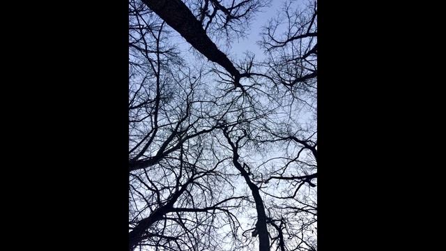 КАЙА - Дерева смотреть онлайн