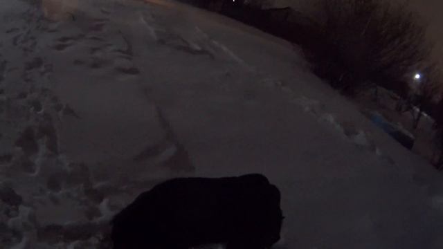 ротвейлер Real Палласовка смотреть онлайн