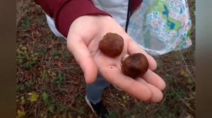 #ТРЮФЕЛИ В АНАПЕ# Думали белые оказалось черные!