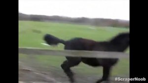 Jajajajaja el caballo se metió el valla de roble