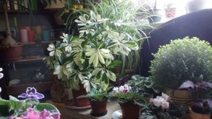 комнатные растения - шефлера