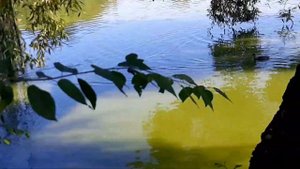 кормим уток.PapinaZaika на пруду.