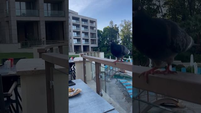 Голуби отжали завтрак. смотреть онлайн