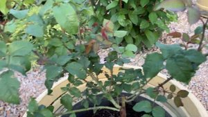 Пересаживаю розы в вазоны