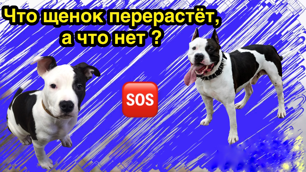 Что щенок перерастёт, а что нет ! Бонус - команда «назад» смотреть онлайн