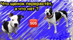 Что щенок перерастёт, а что нет ! Бонус - команда «назад»