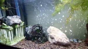 Полиптерус сенегальский (Polypterus senegalus) Хищник, Кормление, содержание, размножение, уход.