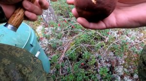 Боровые Карелии.Прогулки с собаками.6-8.09.21  1 часть