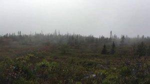 Туман над болотом - Kejimkujik National Park Seaside