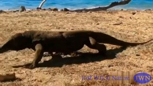 Походка ящера комодо не обладает изяществом. Но смотреть на него - очень интересно