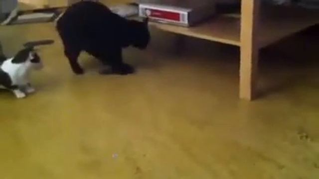 Кот, который умеет мыть полы смотреть онлайн