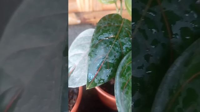 Aglaonema Commutatum Red Vein #plantcollections #aglaonema #shortvideo