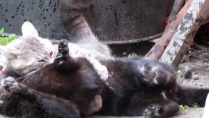 кот убивает кота.MOV
