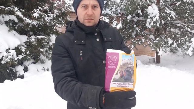 Чем кормим кур зимой? Куры несутся зимой без устали. Запускаем яйценоскость у кур. Линька кур.