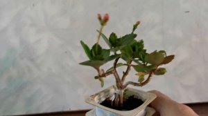 Кусамоно из Каланхоэ