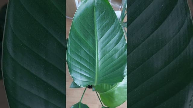 Bird of paradise leaf