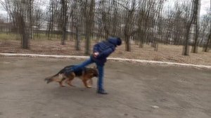 VLOG:Прогулка в парке с немецкой овчаркой Ремой. Прогулка с собакой.