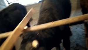 Новый Сарай для бычков. Плюсы и минусы. Жаңы сарай.