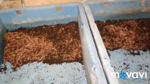Быстрый способ выборки малька, подростка, взрослого червя дендробена