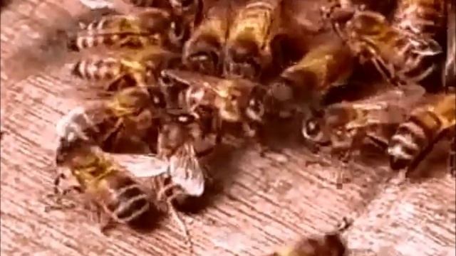 Алкоголь и пчёлы смотреть онлайн