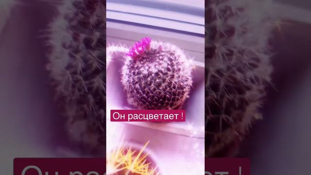 Кактус  расцветает!! Вот что будет если долго не поливать кактус а потом часто поливать.
