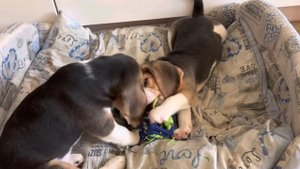 З бигля и 1 игрушка😂