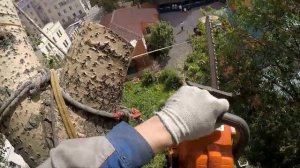 Спил деревьев | Промышленный Альпинизм Москва GoPro