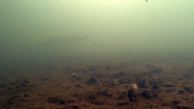 Ловля окуня зимой! Камера КАЛИПСО + МОРМЫШ! Подводная съемка