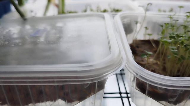 Использование полки для выращивания рассады и микрозелени. Зимний огород на окошке с микрозеленью. смотреть онлайн