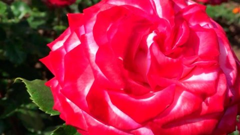 Миллионы ярких и ароматных роз круглый год радуют жителей и гостей Крыма