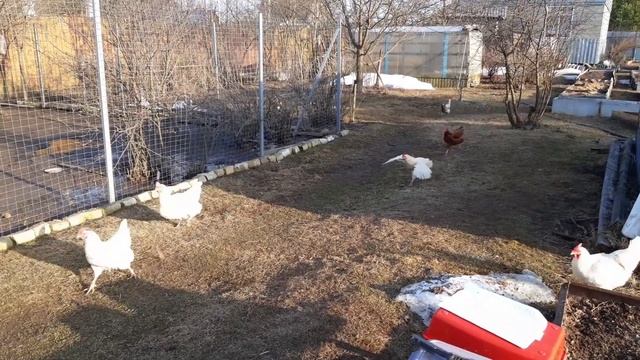 Куры зажирели  за зиму и хозяйка тоже