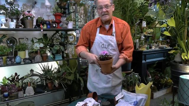 How to Care for Small, Potted African Violet Plants : Gardening With Succulents & More смотреть онлайн