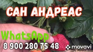 Клубника САН АНДРЕАС, ремонтантная ( плодоносит с мая до морозов).