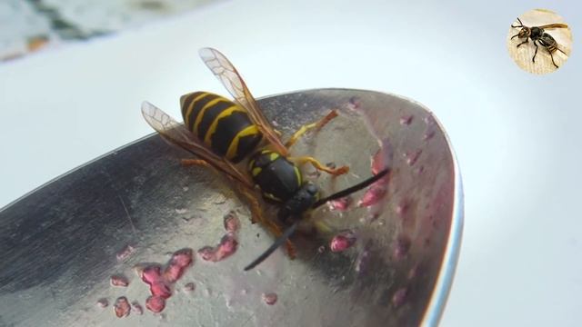 Оса ложкой ест варенье. Wasp. смотреть онлайн