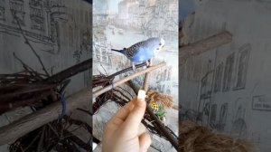 Если у попугая коричневая восковица, нужно накрывать клетку тканью на ночь