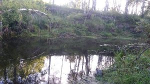 Чебак на таежной речке !