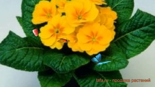 Примула обыкновенная Еллоу виз Ай ? Еллоу виз Ай обзор: как сажать, семена примулы Еллоу виз Ай смотреть онлайн