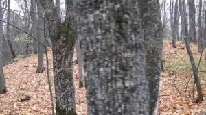 КАСИМОВ, ВЕЧЕРНЯЯ ПОЕЗДКА, ПЕРВЫЙ ВЫГУЛ "БРОДЯГИ".