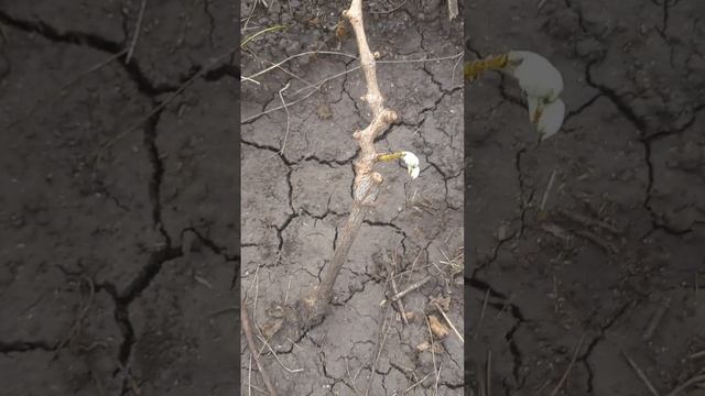 Виноград память учителя, итоги на 01.06.2023 г. смотреть онлайн