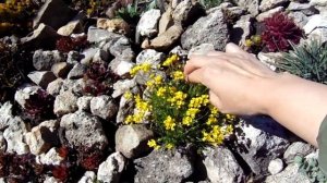 КАКИЕ РАСТЕНИЯ МОЖНО ПОСАДИТЬ НА АЛЬПИЙСКУЮ ГОРКУ .ПРОГУЛКА ПО САДУ.