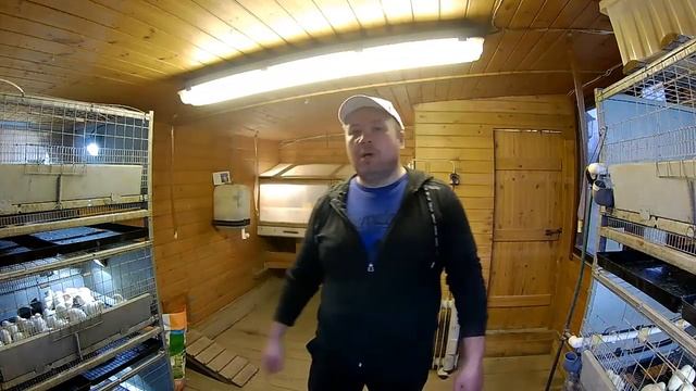 Выращивание бройлеров с первых дней. смотреть онлайн