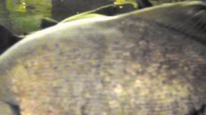 Аквариумная рыбка, Краснобрюхий паку, Piaractus brachypomus, океанариум спб