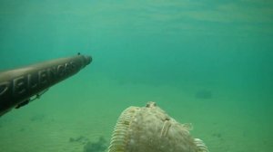 Подводная охота на Азовском море. Охота на глосса.