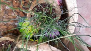 Juncus spiralis  - grow & care (Corkscrew rush)