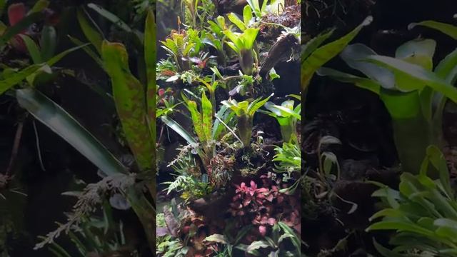 Ep.02 The Flagship Vivarium | week*3 - Bioactive Terrarium смотреть онлайн