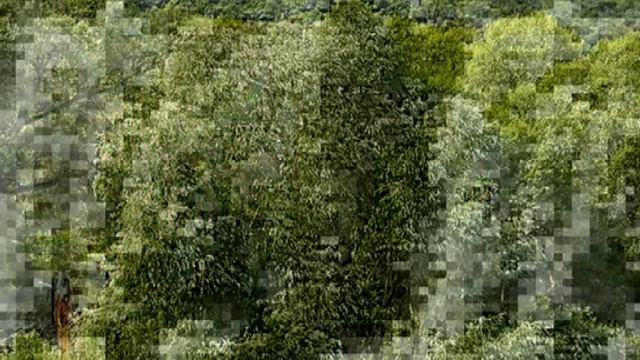 ВИДЕОКОРА БЕЛОЙ ИВЫ ЦЕЛЕБНЫЕ СВОЙСТВА И РАЗЖИЖЕНИЕ КРОВИ смотреть онлайн